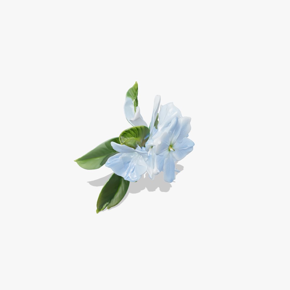 Lonicera Bicolor Floral 3D Model Pack